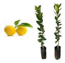 Cidra - Citrus Medica L. Mudas Enxertadas. Prontas P Plantio