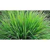 Cidreira - PREMIUM - 50 gr. -