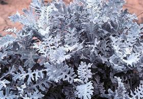 Cineraria Maritima - 100mg De Sementes