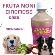 Cinomose Polpa da fruta Noni Orgânico Natural Frasco 500ml