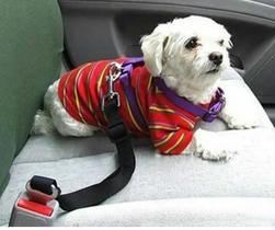 Cinto de segurança pet, passeio tranquilo,evite multas e maior segurança