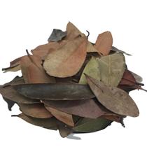 Cissus sicyoides 1KG