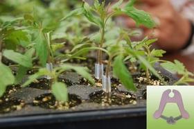 Clip Enxertia - Pacote 1.000 unid. Italia Clip Enxertia - Pacote 1.000 unid. Italia
