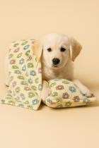 Cobertor Cachorro amarelo Soft Com travesseiro