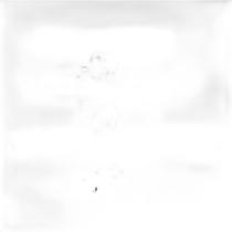 Cobertor Casal Raschel Palmeiras Jolitex Ternille