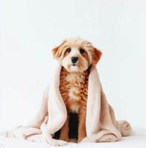 Cobertor manta pet microfibra gifran