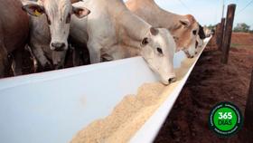 COCHO COMEDOURO PARA RAÇÃO 0,85cm X 5M