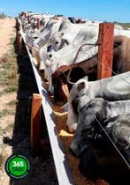 Cocho para bovinos equinos e caprinos 20m