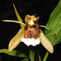 Coelogyne Speciosa - Orquídea com 3-5 Bulbos