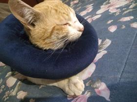 Colar Cão E Gatos Pets Colar Elizabetano Mais Vendido