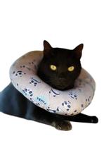 Colar De Recuperação Elizabetano Ajustável Cães E Gatos