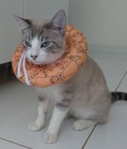 Colar Elizabetano Cirúrgico Para Gato Pós-operação Ajustavel cor variavel com estoque disponivel Colar Elizabetano Cirúrgico Para Gato Pós-operação Ajustavel cor variavel com estoque disponivel