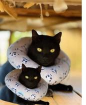 Colar Elizabetano Cone Tecido Gatos Cães Pós Cirúrgico Pet