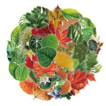 Coleção de adesivos Nature Leaf, 50 peças de decalques estéticos de PET Coleção de adesivos Nature Leaf, 50 peças de decalques estéticos de PET