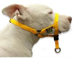 Coleira Cabresto Amorosso Halti