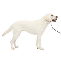 Coleira de cabeça para cães PetSafe Gentle Leader No-Pull Large Silver