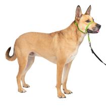 Coleira de cabeça para cães PetSafe Gentle Leader No-Pull Medium Green