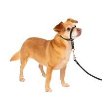 Coleira de cabeça para cães PetSafe Gentle Leader No-Pull Petite Black