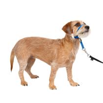 Coleira de cabeça para cães PetSafe Gentle Leader No-Pull Small Blue