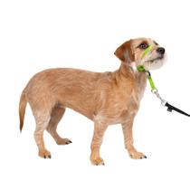 Coleira de cabeça para cães PetSafe Gentle Leader No-Pull Small Green