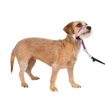 Coleira de cabeça para cães PetSafe Gentle Leader No-Pull Small Purple