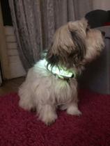 Coleira LED