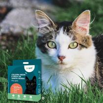 Coleira Natural Antipulgas Carrapatos Para Gatos Zenpet