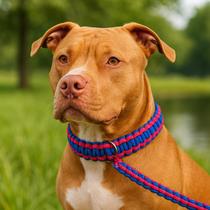 Coleira para Cachorro Guia Unificada Para Cães de Grande e Médio Porte