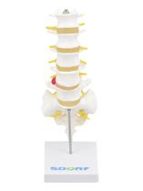Coluna Lombar Esqueleto - Anatomia
