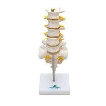 Coluna Lombar Esqueleto - Anatomia - Sdorf