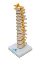 Coluna Torácica Esqueleto, Anatomia Coluna Torácica Esqueleto, Anatomia