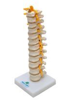 Coluna Torácica, Vértebras - Esqueleto