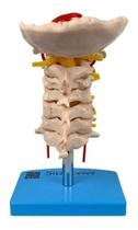 Coluna Vertebral Cervical Anatômico Tamanho Real Com Base