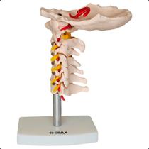 Coluna vertebral cervical com artéria do pescoço