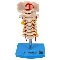 Coluna Vertebral Cervical Esqueleto, Anatomia Coluna Vertebral Cervical Esqueleto, Anatomia