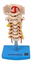 Coluna Vertebral Cervical Esqueleto, Anatomia Coluna Vertebral Cervical Esqueleto, Anatomia