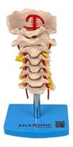 Coluna Vertebral Cervical Esqueleto, Anatomia - Anatomic