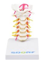 Coluna Vértebral Cervical, Esqueleto Coluna Vértebral Cervical, Esqueleto