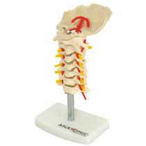Coluna Vertebral Cervical , Modelo Anatômico.