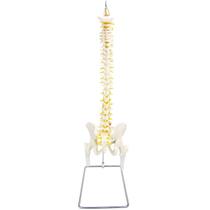 Coluna vertebral em tamanho real c/ pelve e parte do fêmur Coluna vertebral em tamanho real c/ pelve e parte do fêmur