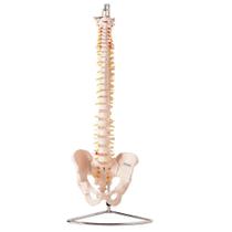 Coluna Vertebral Flexível , Esqueleto Tamanho Natural Coluna Vertebral Flexível , Esqueleto Tamanho Natural