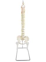 Coluna Vertebral Flexível Pelve parte Fêmur Esqueleto Coluna Vertebral Flexível Pelve parte Fêmur Esqueleto