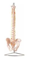 coluna vertebral flexível tamanho natural real anatomia prol coluna vertebral flexível tamanho natural real anatomia prol