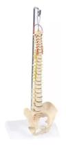 Coluna Vertebral Humana Para Estudo Modelo Anatômico Humano