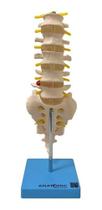 Coluna Vertebral Lombar Anatomico Tamanho Natural Tgd-0145-b