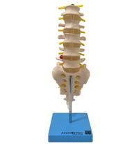 Coluna Vertebral Lombar Esqueleto Anatomia - ANATOMIC