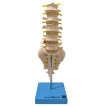 Coluna Vertebral Lombar Esqueleto Anatomia Coluna Vertebral Lombar Esqueleto Anatomia