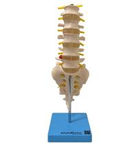 Coluna Vertebral Lombar Esqueleto Anatomia Coluna Vertebral Lombar Esqueleto Anatomia