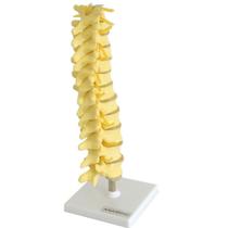 Coluna Vertebral Torácica Esqueleto Anatomia - ANATOMIC