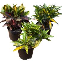 Combo 3 Croton Variadas Top Plantas Naturais Jardim Casa Ap